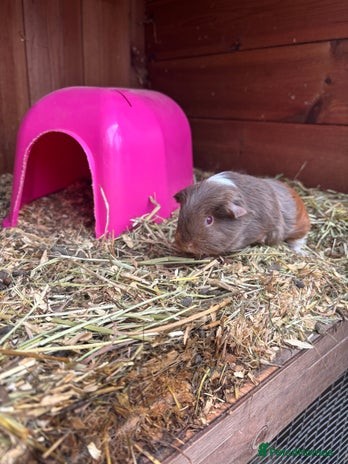 Guinea Pig rodents - Advert 7