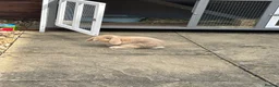Mini Lop rabbits for sale: Two Adorable Mini lops looking for the best home  in Bracknell - Advert 3