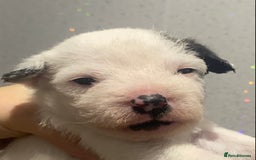 Parson Russell dogs for sale: KC Reg Champion lineage Puppys - Image 16