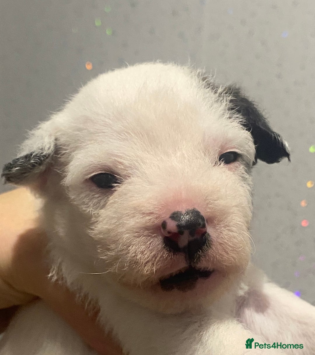 Parson Russell dogs for sale: KC Reg Champion lineage Puppys - Image 16