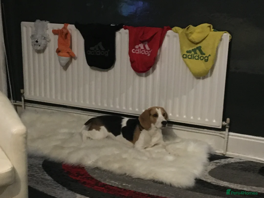 Beagle dogs for sale: Rehoming my beagle  - Advert 4