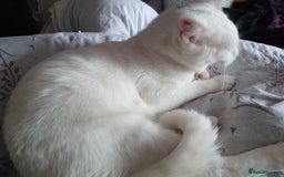 Turkish Angora cats for sale: Beautiful 14 month Pure White Boy - Image 3