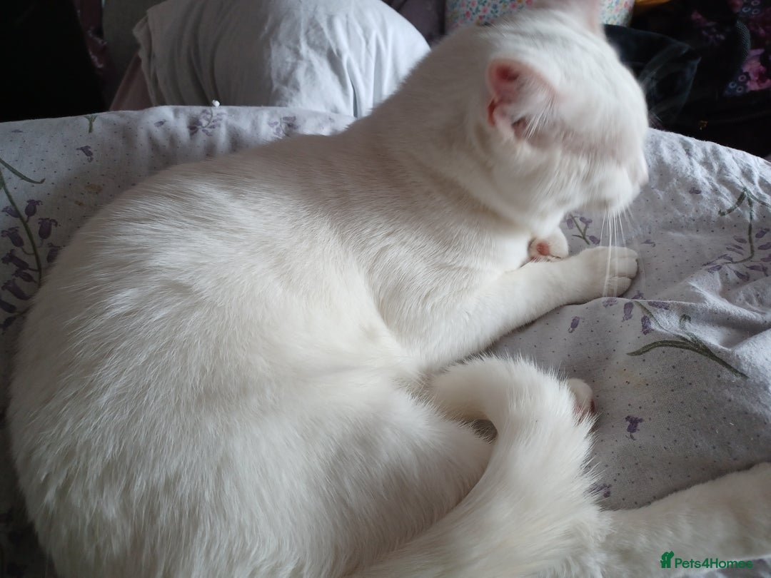 Turkish Angora cats for sale: Beautiful 14 month Pure White Boy - Image 3