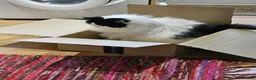 Scottish Fold cats for sale: Darwin in Mansfield - Advert 3