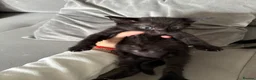 Mixed Breed cats for sale: Adorable Kittens Looking for Their Forever Homes - Advert 10