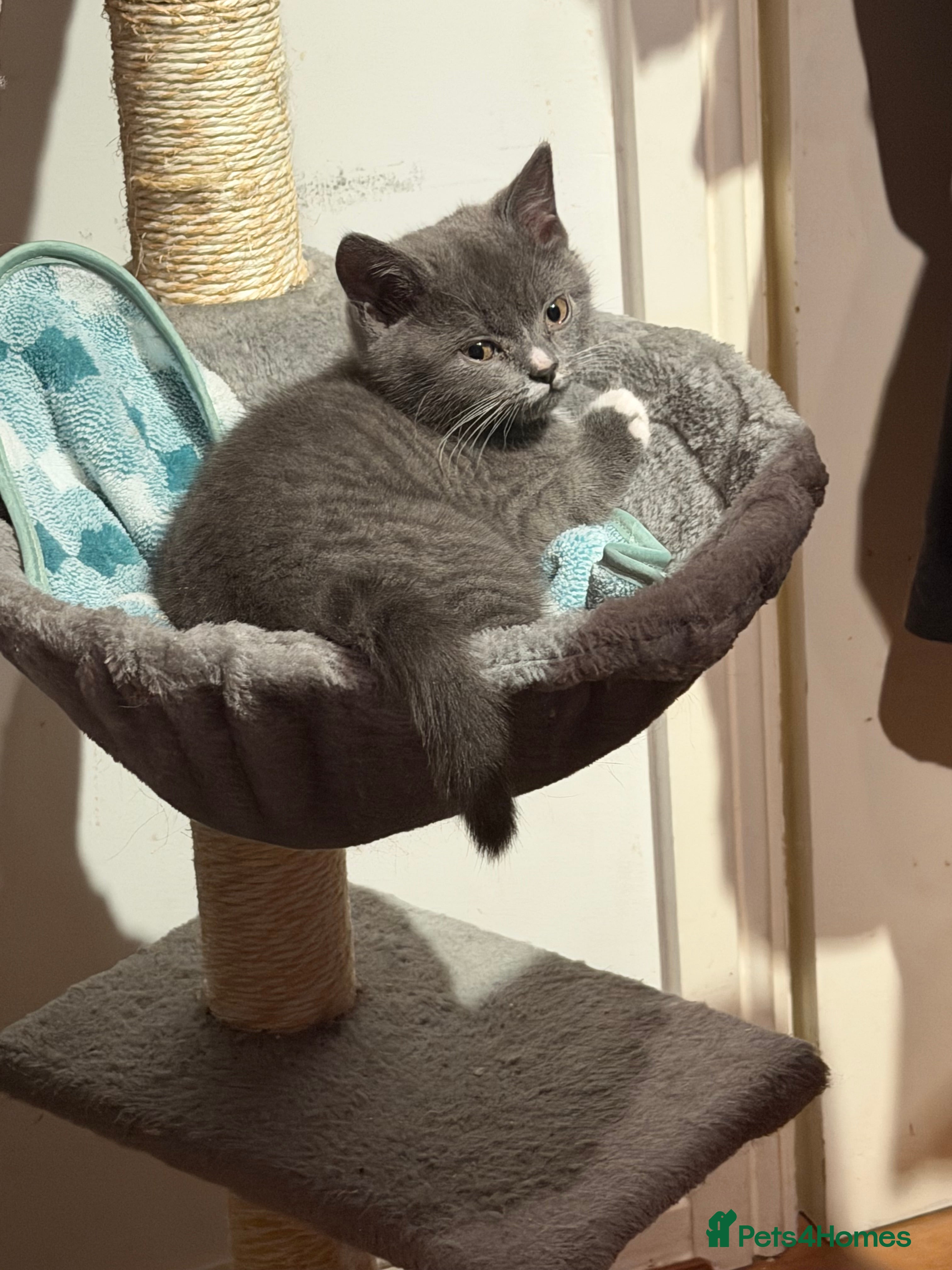 British Shorthair cats Two beautiful bi colour girls ready to rehome NOW  - Advert 17