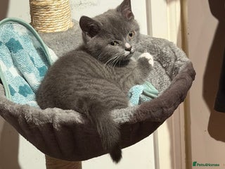 British Shorthair cats Two beautiful bi colour girls ready to rehome NOW - Advert 17