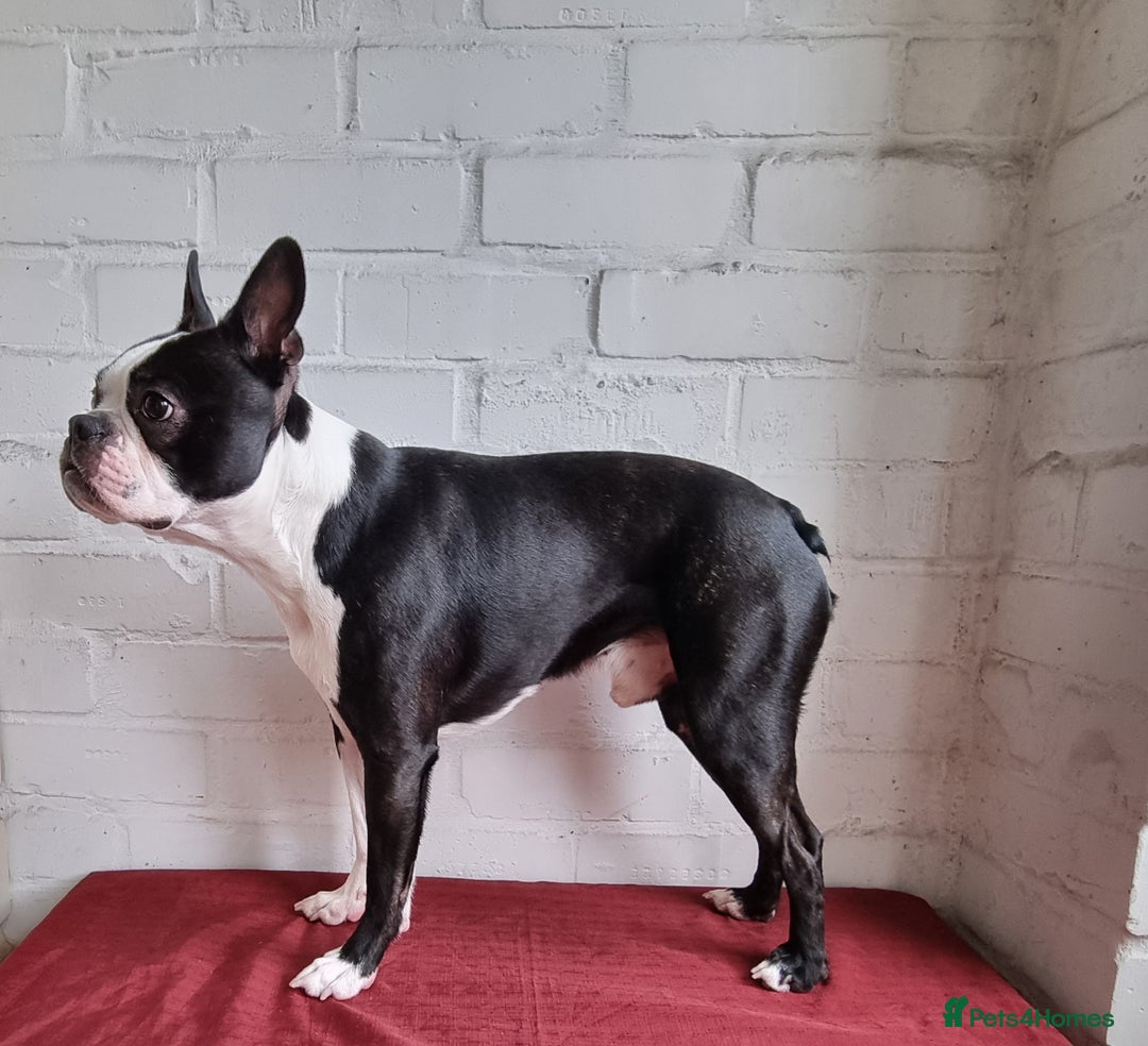 Boston Terrier dogs for stud: KC Reg Boston Terrier for Stud - Image 5