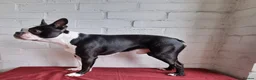 Boston Terrier dogs for stud: Proven KC Reg Boston Terrier for Stud - Advert 6