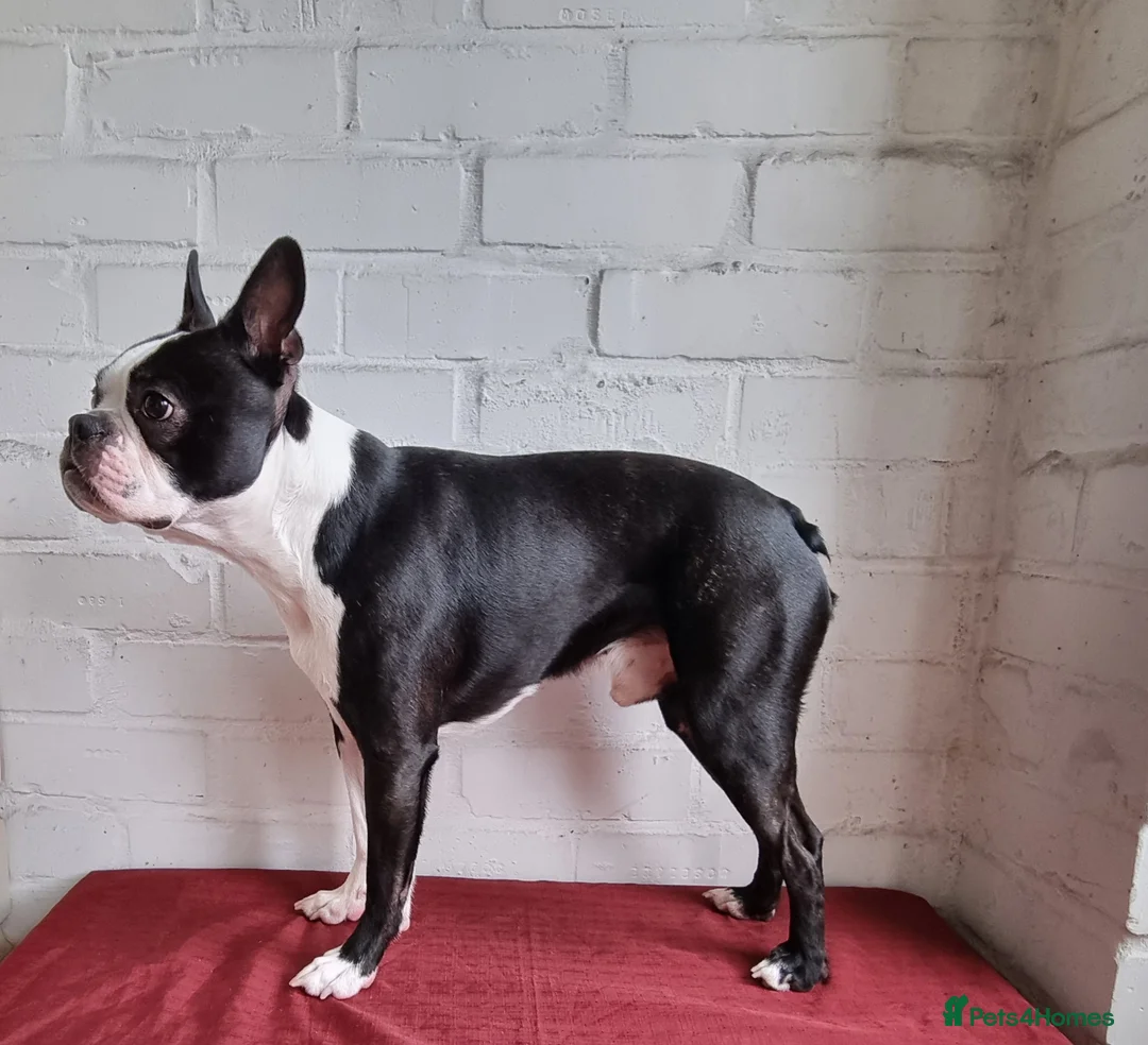 Boston Terrier dogs for stud: Proven KC Reg Boston Terrier for Stud - Advert 6