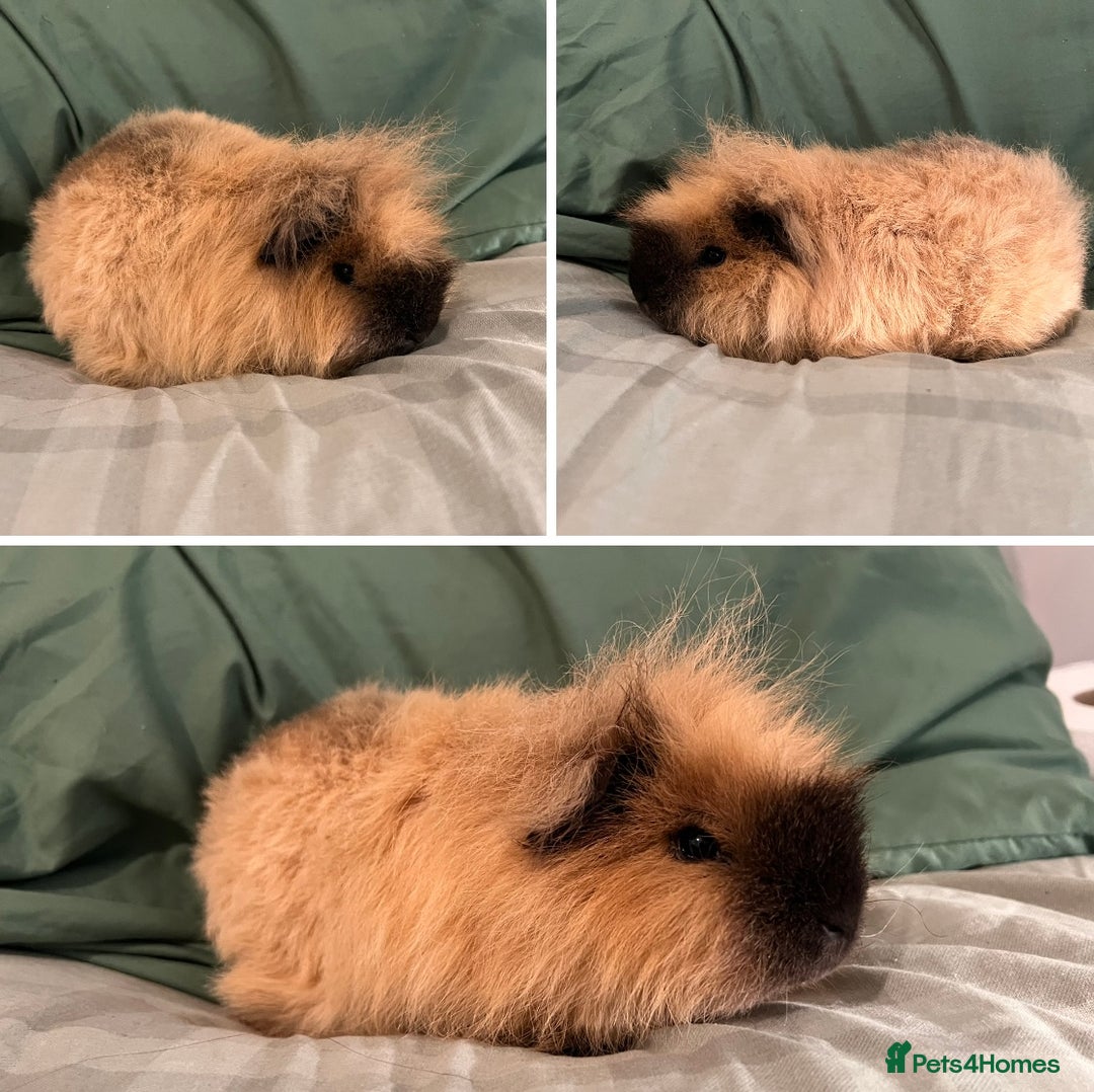 Guinea Pig rodents for sale: Bonded Swiss boar Guinea Pigs - Advert 5