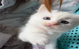 Ragdoll cats for sale: 2 left! Female Ragdoll mix kittens for sale  - Image 16