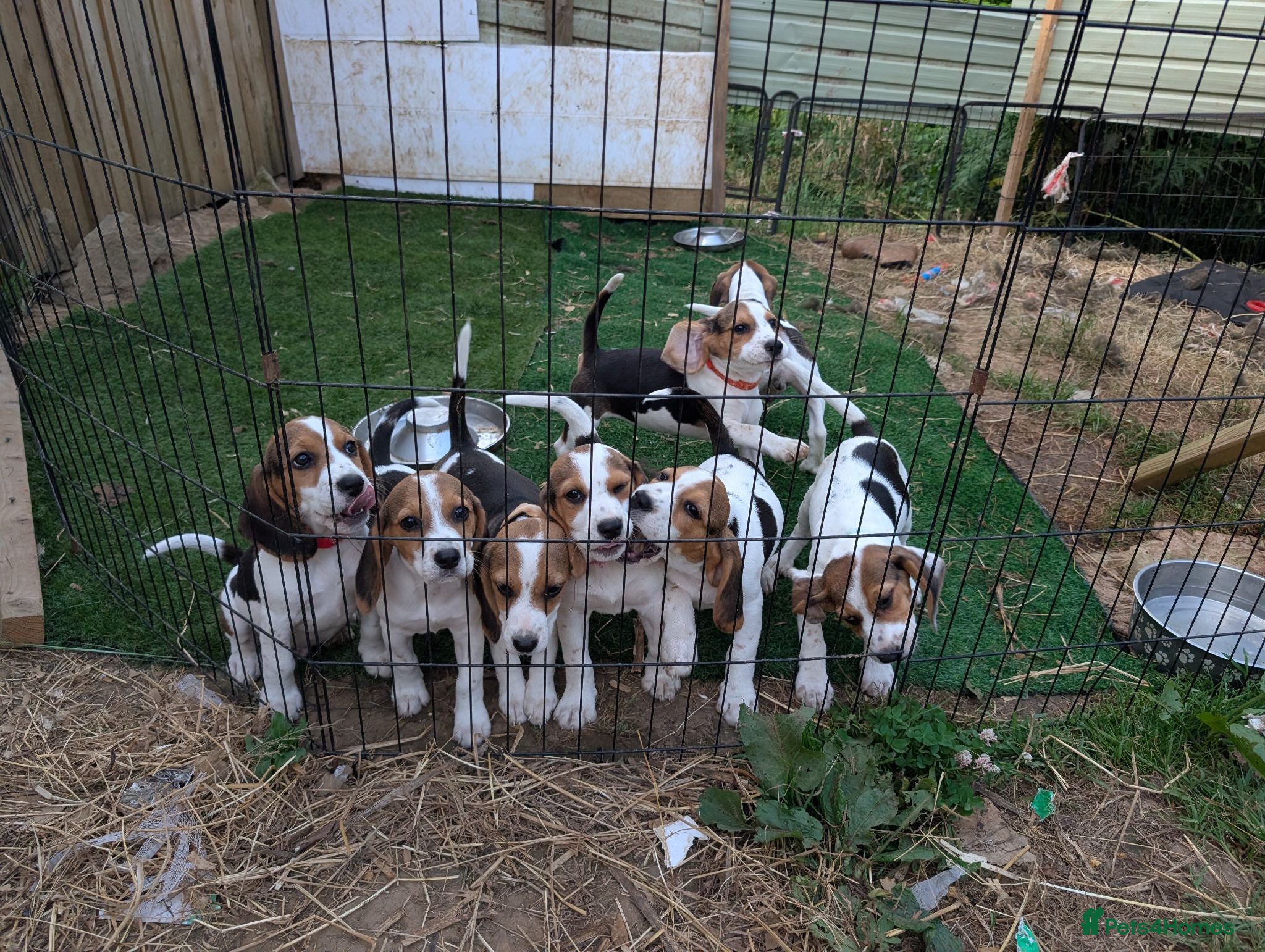 Beagle dogs READY NOW! Gorgeous beagle pups - Advert 3