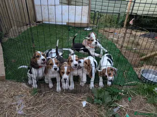 Beagle dogs READY NOW! Gorgeous beagle pups - Advert 3