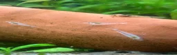 Shrimps fish for sale: Snowball/ white pearl shrimp  - Advert 3