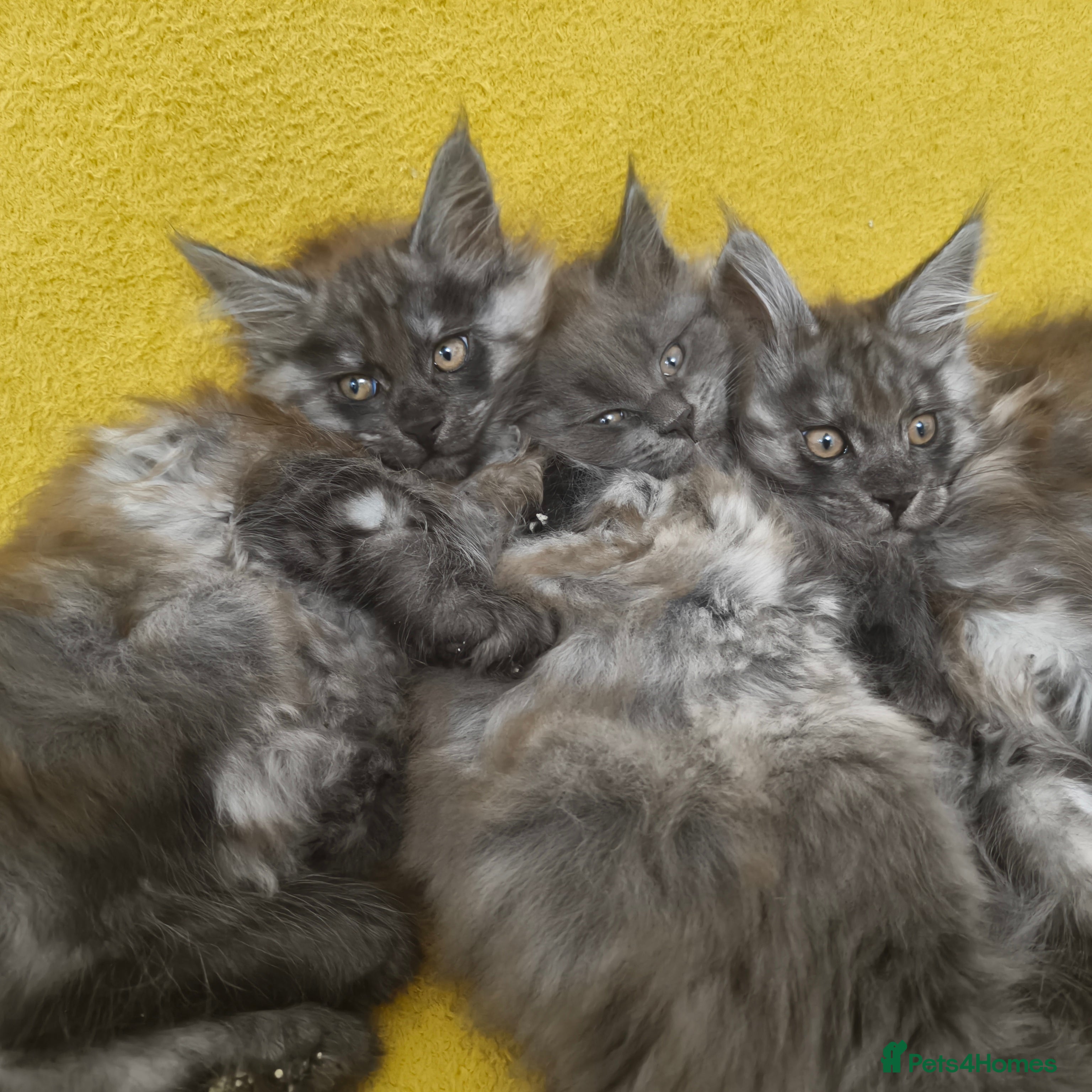 Maine Coon cats 🐾 Stunning Maine Coon Kittens – 3 Males 🐾 - Advert 6