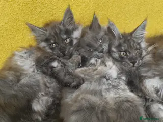 Maine Coon cats 🐾 Stunning Maine Coon Kittens – 3 Males 🐾 - Advert 6