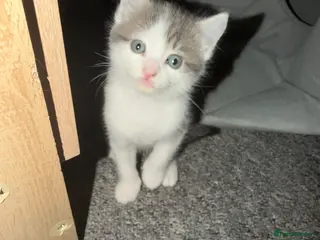 Mixed Breed cats 3 male kittens for sale - Advert 14