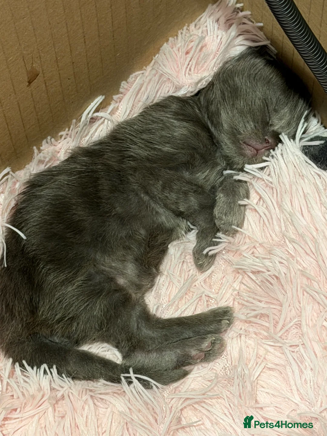 Maine Coon cats for sale: XXL MAINECOON MALE KITTENS  - Advert 19