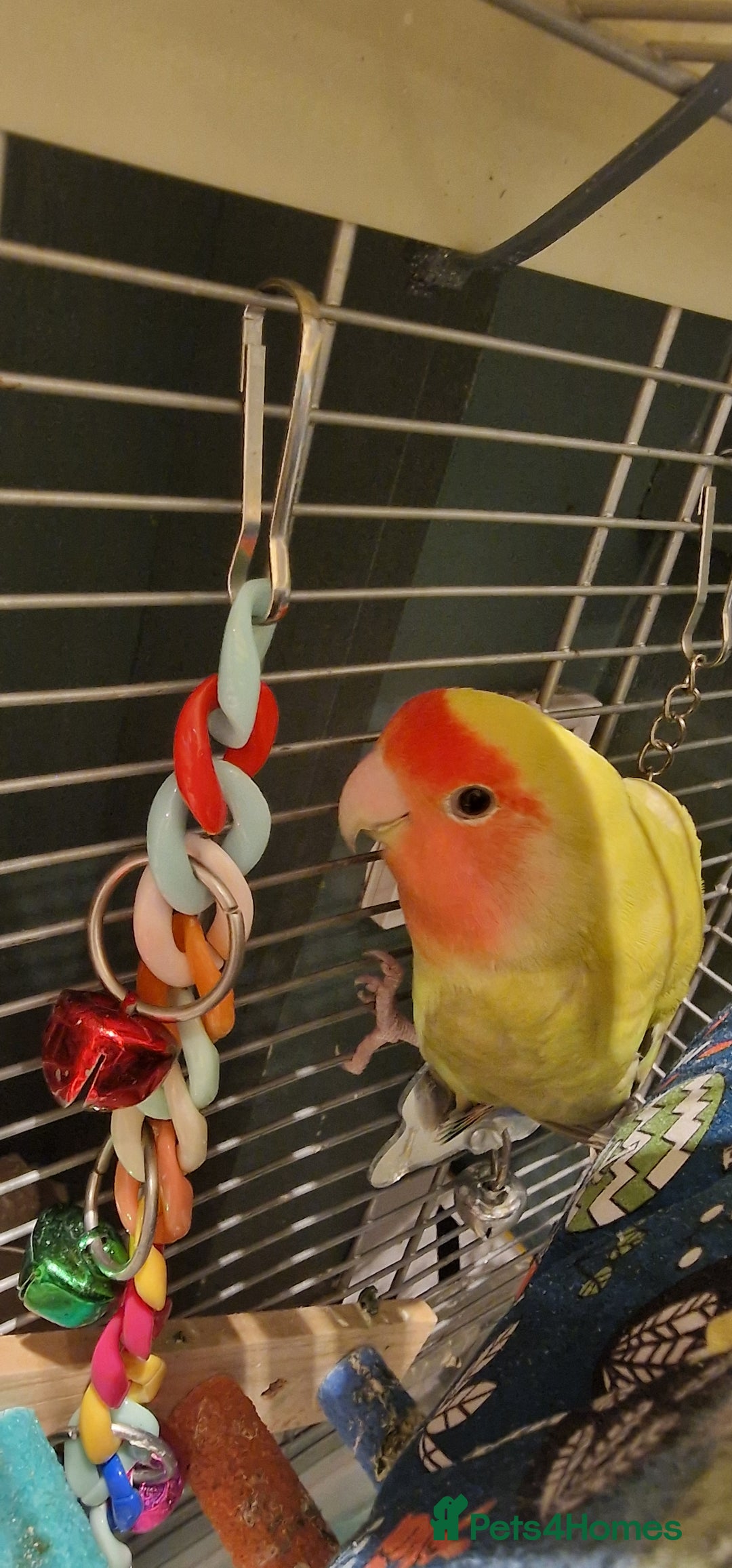 Lovebirds birds for sale: Love Bird for sale - Advert 1