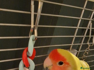 Lovebirds birds Love Bird for sale - Advert 1