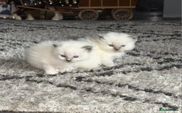 Ragdoll cats for sale: Beautiful ragdoll kittens  - Advert 8