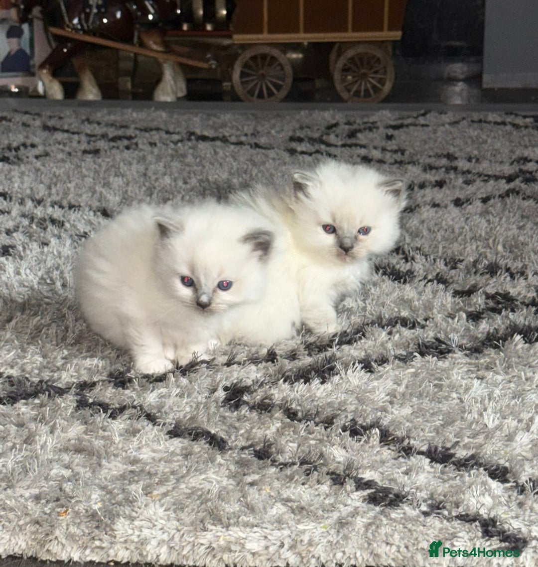 Ragdoll cats for sale: Beautiful ragdoll kittens  - Advert 8