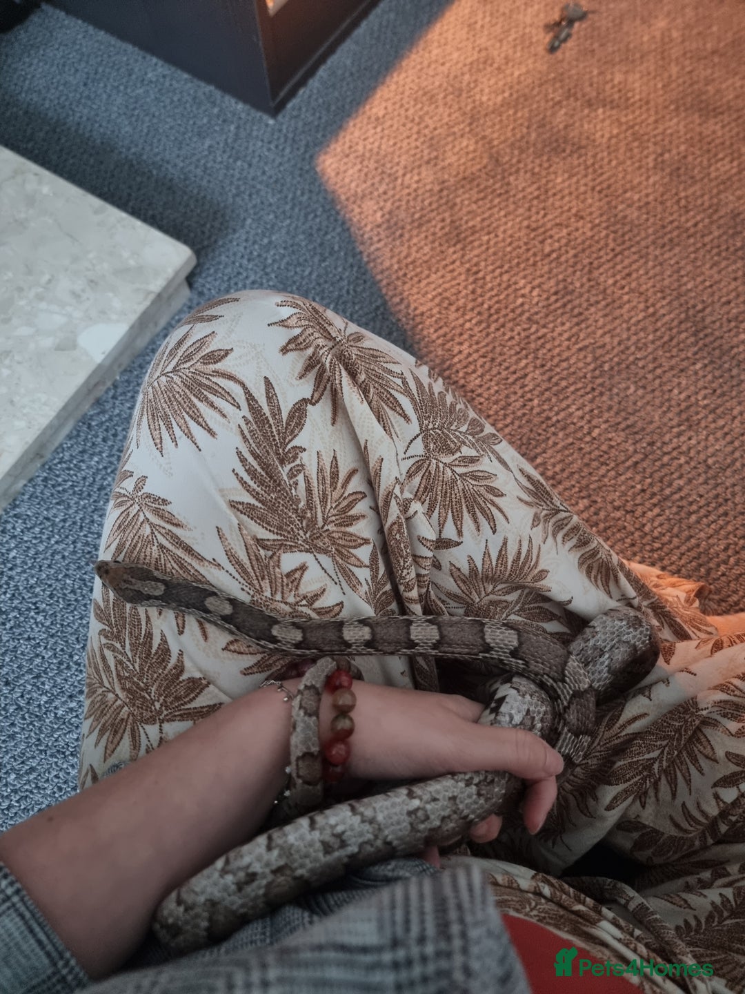 Corn Snake reptiles for sale: Corn snake for rehoming- 6 years old - Image 4