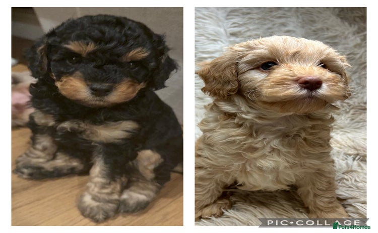 Cavapoo dogs - Advert 8