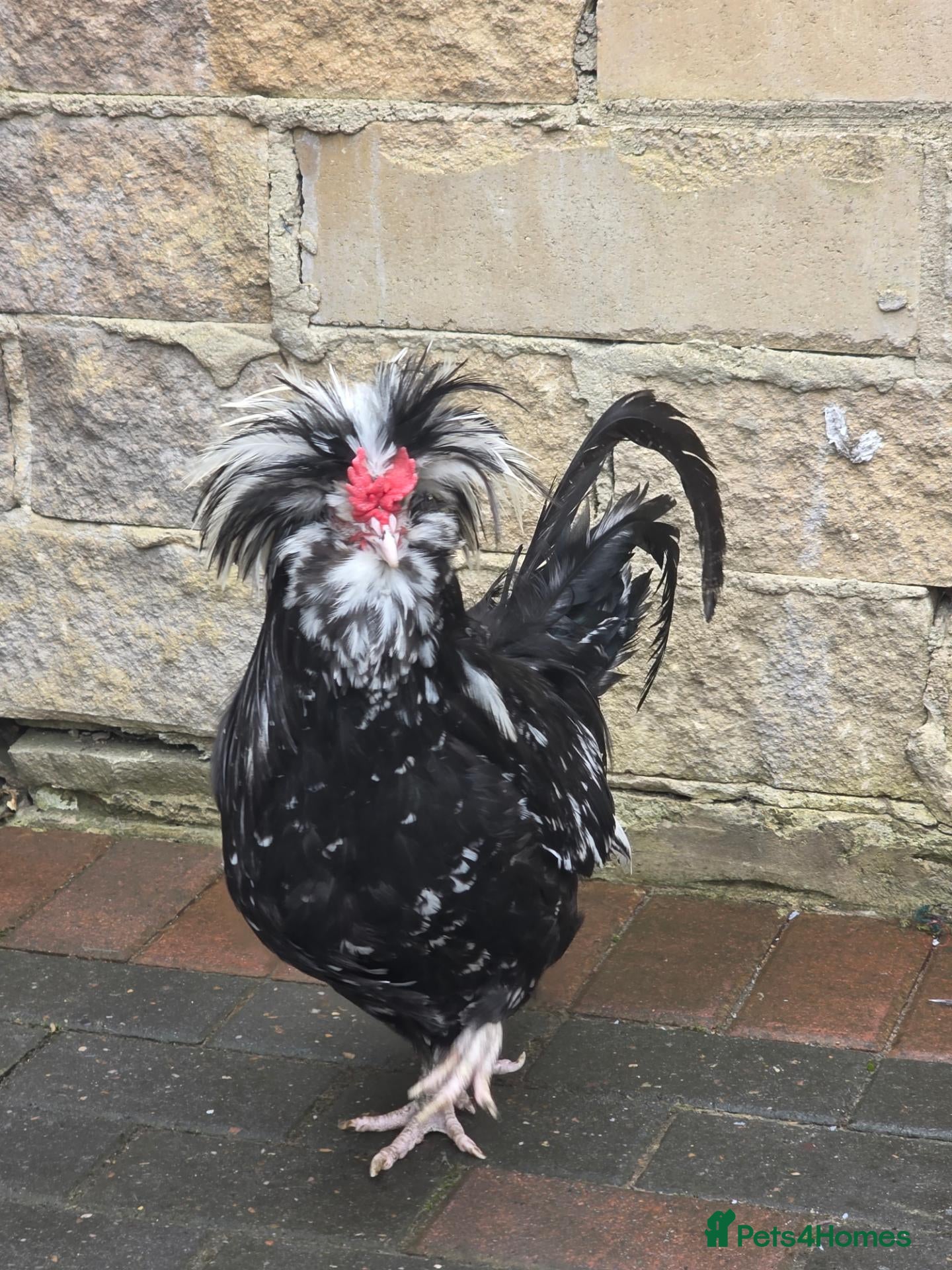 Chickens poultry rooster for sale  - Advert 1