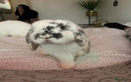 Dwarf Lop rabbits for sale: 2 male bunnies £50 each  - Image 4