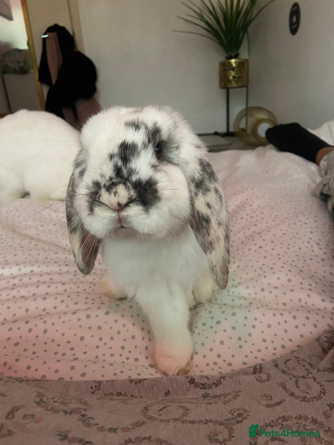 Dwarf Lop rabbits for sale: 2 male bunnies £50 each  - Image 4