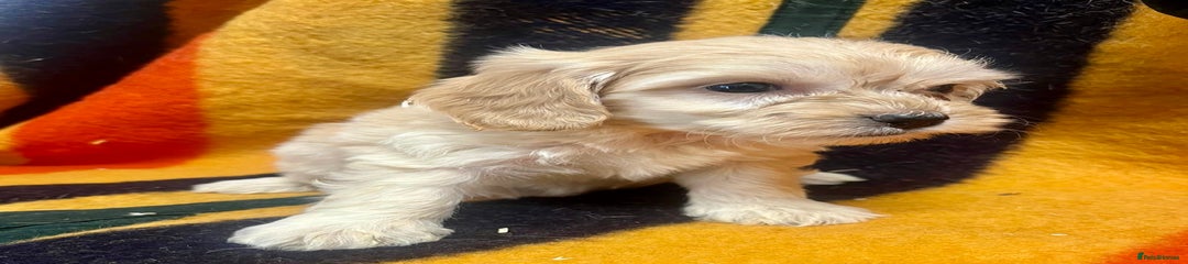 Cockapoo Puppy 5