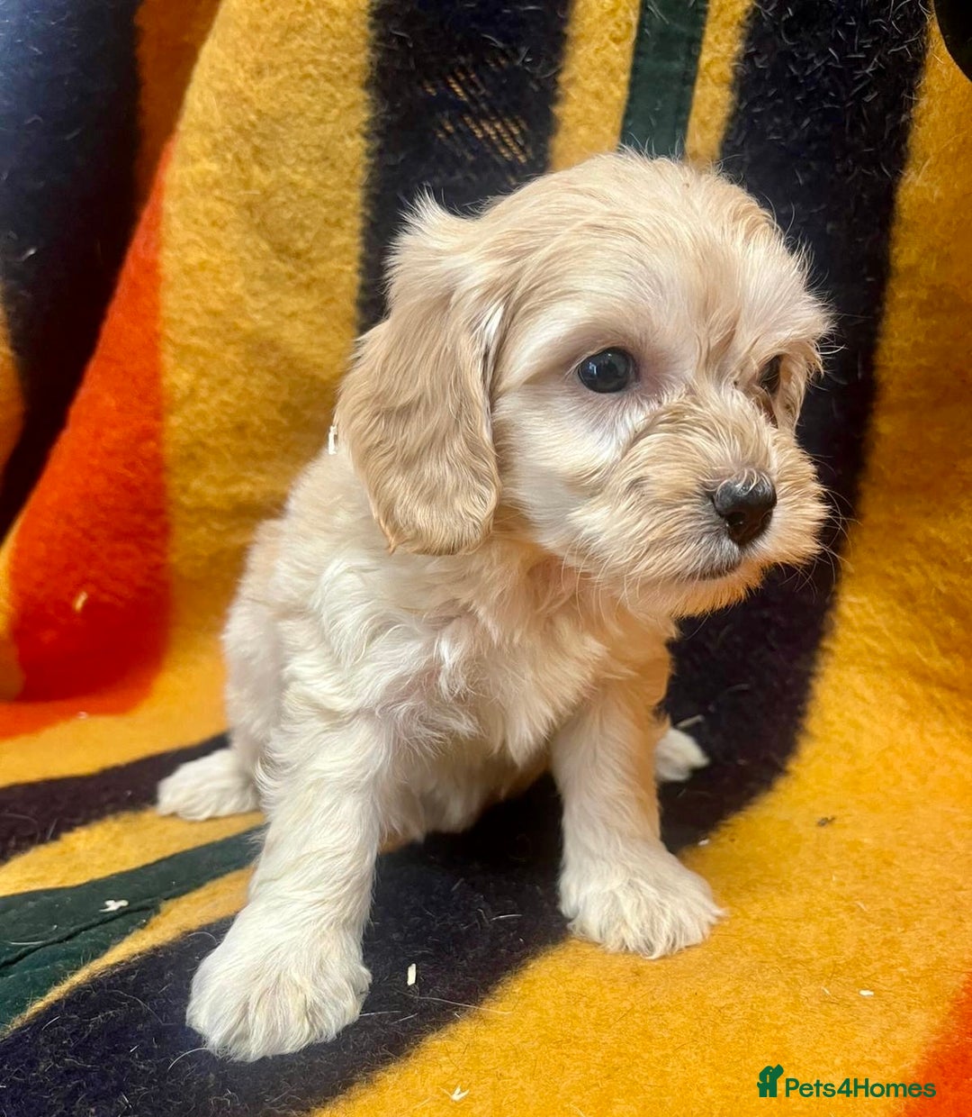 Cockapoo dogs for sale: F1 Cockapoo Puppies.  - Image 9
