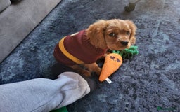 Cavalier King Charles Spaniel dogs for sale: New home needed for beautiful Rafa - Image 6