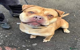 Mixed Breed dogs for adoption: Bailey - Image 1