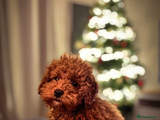 Cavapoo dogs 15 week old Red Cavapoo Boy - Advert 3