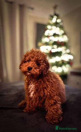 Cavapoo dogs 15 week old Red Cavapoo Boy - Advert 4