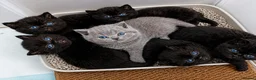 British Shorthair cats for sale: Beautiful Black BSH Kittens £995 GCCF ready 18/9 - Advert 18