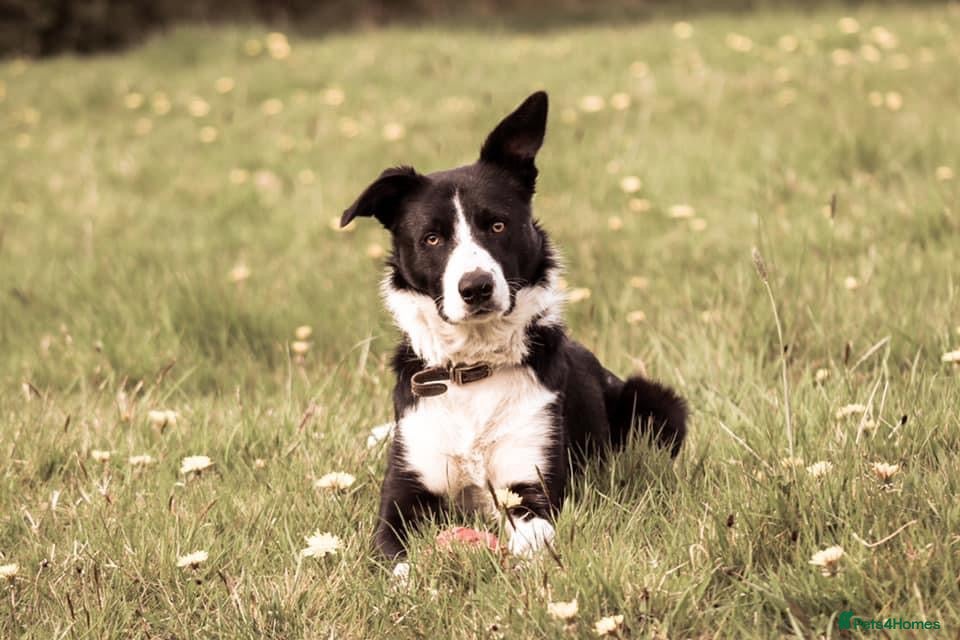 Border Collie dogs Proven Border Collie Stud | Strong Working Lines  - Advert 2