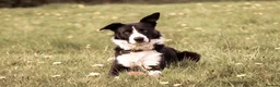 Border Collie dogs for stud: Proven Border Collie Stud | Strong Working Lines  - Advert 1