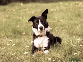 Border Collie dogs Proven Border Collie Stud | Strong Working Lines - Advert 2