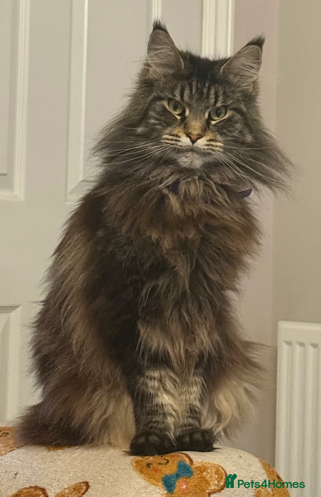 Maine Coon cats for sale: Beautiful Maine Coon kittens. - Advert 3