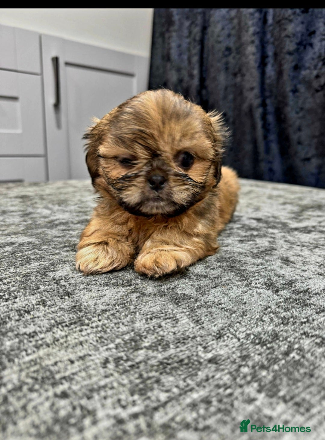 Shih Tzu dogs Teddy bear miniature imperial shih tzu male - Advert 1