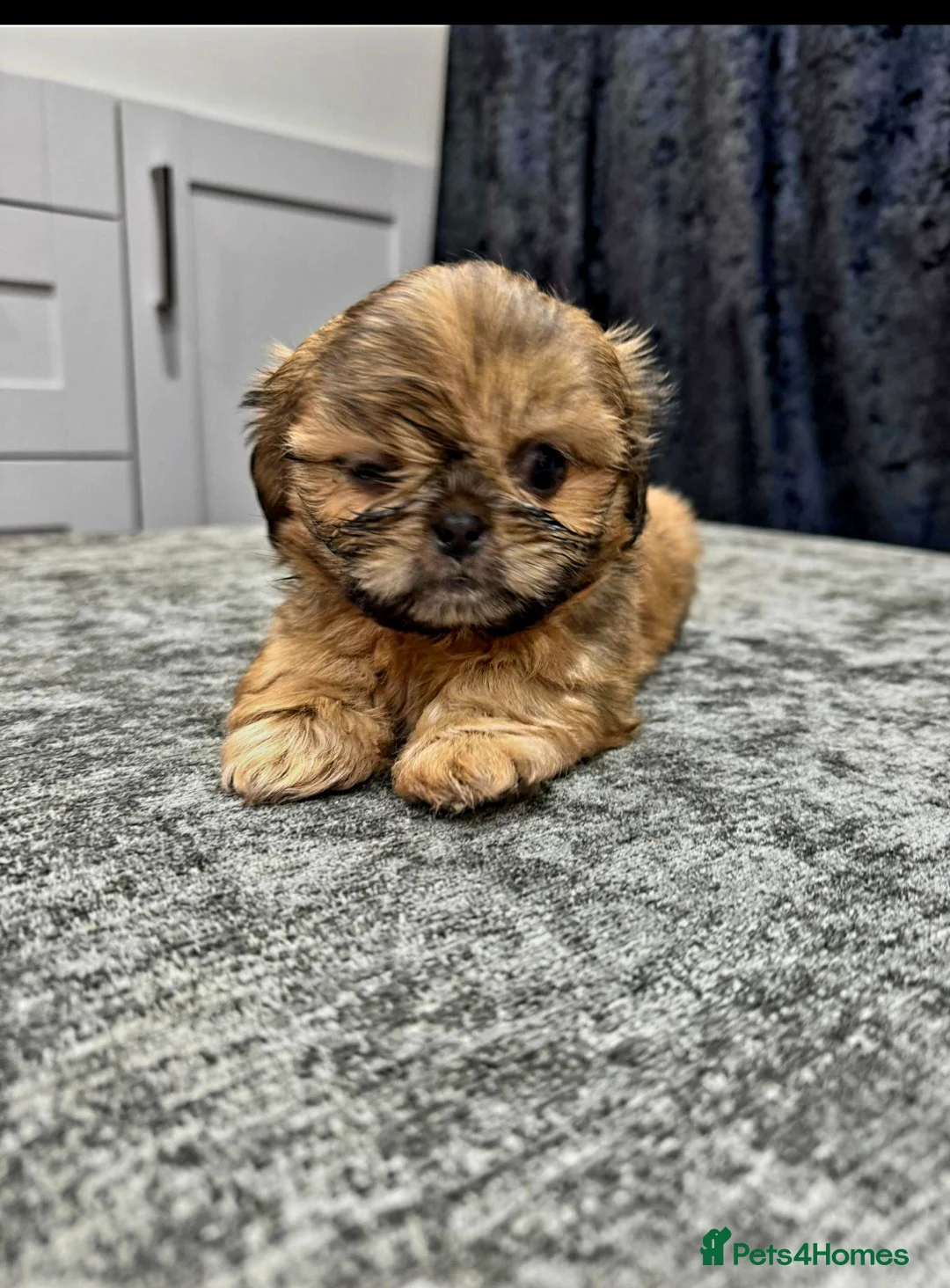 Shih Tzu dogs for sale: Teddy bear miniature imperial shih tzu male in Bolton - Advert 1