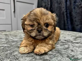 Shih Tzu dogs Teddy bear miniature imperial shih tzu male - Advert 1