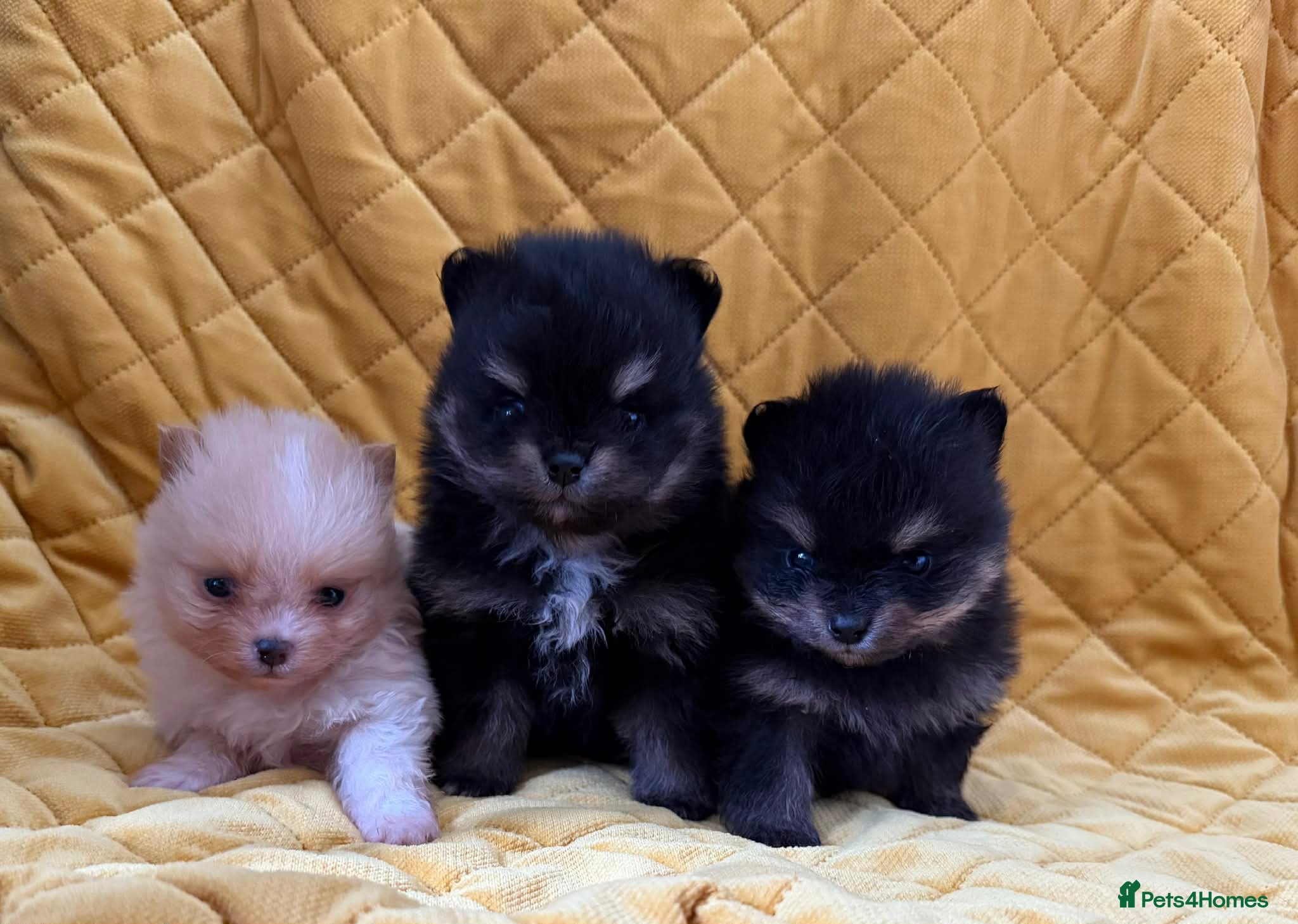 Pomeranian dogs Beautiful, Small and Joyful Pomeranian Puppies ❤️ - Advert 5
