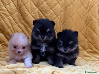 Pomeranian dogs Beautiful, Small and Joyful Pomeranian Puppies ❤️ - Advert 4