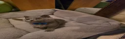 Scottish Fold cats for sale: 7 Scottish fold 😍beautiful  healthy kittens - Advert 6