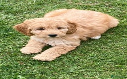 Cockapoo dogs for sale: Cockapoo puppies  - Image 1